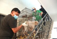 Rescata Ayuntamiento de Veracruz a tres caninos en condiciones de maltrato