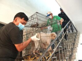 Rescata Ayuntamiento de Veracruz a tres caninos en condiciones de maltrato