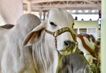 Apoyo en compra de sementales, inseminación y mayor producción lechera para Veracruz