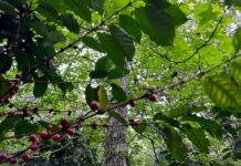 CNOC exige Fondo Nacional para reactivar la producción cafetalera