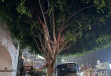 Autobús daña árbol emblemático; pasajeros beisbolistas sonorenses amedrentan a mujer que lo defendía