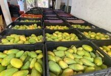 Clima y deforestación golpean al mango en Actopan
