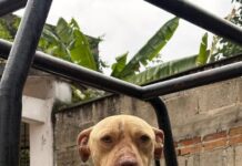 Trasladan a clínica Pachontli a caninos rescatados de maltrato en Coatepec