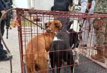 Con denuncia ante la Fiscalía, interviene Ayuntamiento de Veracruz en caso de presunto maltrato animal en Sotavento