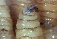 Alerta Sedarpa por aumento de mosca del gusano barrenador ante altas temperaturas