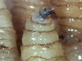 Alerta Sedarpa por aumento de mosca del gusano barrenador ante altas temperaturas