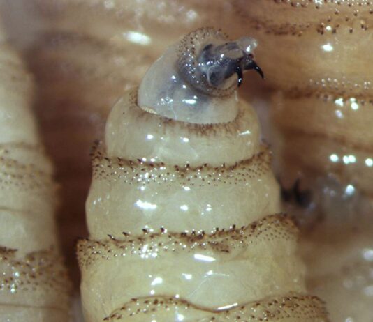 Alerta Sedarpa por aumento de mosca del gusano barrenador ante altas temperaturas