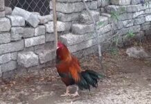 Animalistas exigen justicia; alcalde de Cerro Azul realiza peleas de gallos en Casa de Cultura