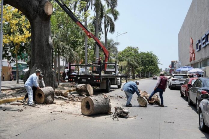 arbol