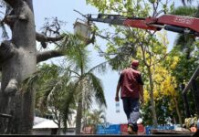 Retira Ayuntamiento de Veracruz árbol en camellón de Díaz Mirón por riesgo a la ciudadanía