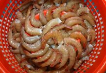 Inició la veda del camarón en el Golfo de México