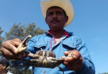 Publica DOF modificación al periodo de veda para la pesca del cangrejo azul en Veracruz