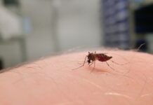 Acumula Veracruz 1,696 casos de dengue; se reporta una defunción por la enfermedad