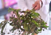Yolpaki, vitrina viva de los saberes y la riqueza de la tierra veracruzana