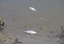 Atiende Ayuntamiento de Veracruz reporte por mortandad de peces en laguna Tarimoya