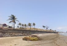 Refuerza Gobierno de Coatzacoalcos limpieza de playas ante nuevo arribo de sargazo y residuos de hidrocarburo