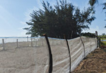 Profepa y Comité de Vigilancia limpian playas de Alto Lucero e instalan corral de protección para tortugas marinas