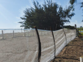 Profepa y Comité de Vigilancia limpian playas de Alto Lucero e instalan corral de protección para tortugas marinas