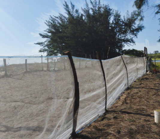 Profepa y Comité de Vigilancia limpian playas de Alto Lucero e instalan corral de protección para tortugas marinas