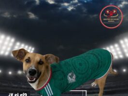Centro de Salud Animal de Tantoyuca invita a adoptar mascotas y brindarles una segunda oportunidad
