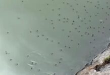Jurisdicción Sanitaria reporta cero casos de dengue en región capital
