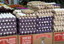 Familias veracruzanas desconfían del huevo barato; autoridades garantizan que el producto no es chino
