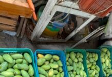 Clima acelera maduración de mango en Actopan; productores acusan pérdidas
