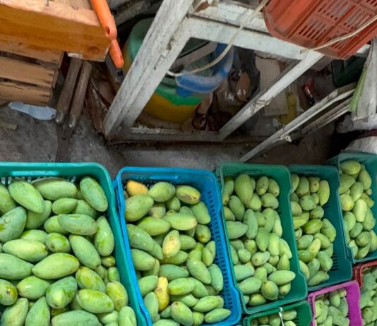 Clima acelera maduración de mango en Actopan; productores acusan pérdidas