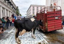 Ganaderos riegan leche frente a Palacio de Gobierno; bloquean la vialidad