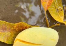 Científicos combaten expansión de malanga con biotecnología aplicada al mango en Actopan