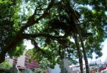 Vecinos exigen retiro de árbol en Las Virtudes para evitar más daños por colapso