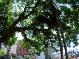 Vecinos exigen retiro de árbol en Las Virtudes para evitar más daños por colapso