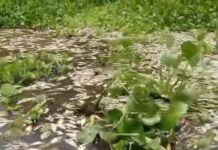 Alerta ambiental en Cuenca del Papaloapan: investigan mortandad masiva de peces