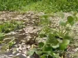 Conagua mantiene atención en contingencia por la mortandad de peces en la zona Cosamaloapan
