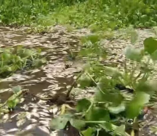 Conagua mantiene atención en contingencia por la mortandad de peces en la zona Cosamaloapan