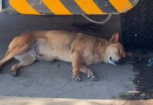 Activistas alertan por brote de gusano barrenador en mascotas