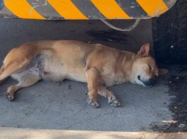 Activistas alertan por brote de gusano barrenador en mascotas