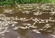 PVEM pide clausurar empresas por mortandad de peces en río Papaloapan