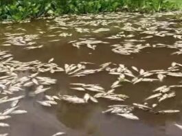PVEM pide clausurar empresas por mortandad de peces en río Papaloapan