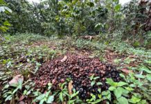Exigen cafetaleros activar Comisión Nacional de Precios y frenar importaciones