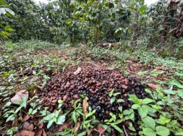 Exigen cafetaleros activar Comisión Nacional de Precios y frenar importaciones