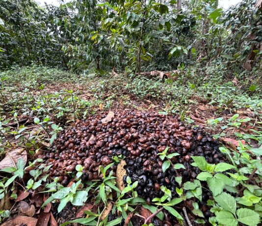 Exigen cafetaleros activar Comisión Nacional de Precios y frenar importaciones