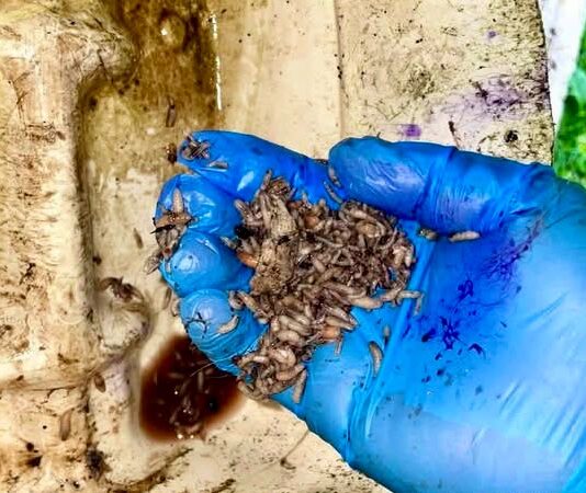 Veracruz lidera casos humanos de gusano barrenador en el país