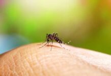 Se mantiene Veracruz entre los estados con más casos de dengue