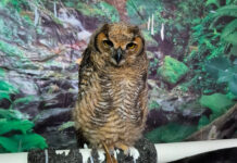 Profepa rescata cinco ejemplares en tienda de vida silvestre dentro del recinto ferial de Banderilla