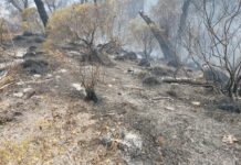 Más de mil hectáreas en Veracruz, con afectaciones por incendios forestales