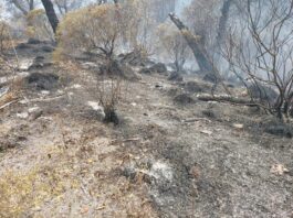 Más de mil hectáreas en Veracruz, con afectaciones por incendios forestales