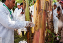 AGRICULTURA brinda acompañamiento permanente a las y los productores para proteger el cultivo de plátano