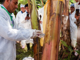 AGRICULTURA brinda acompañamiento permanente a las y los productores para proteger el cultivo de plátano