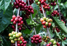 Destina AGRICULTURA más de 30 mdp para proteger zonas cafetaleras en 2026